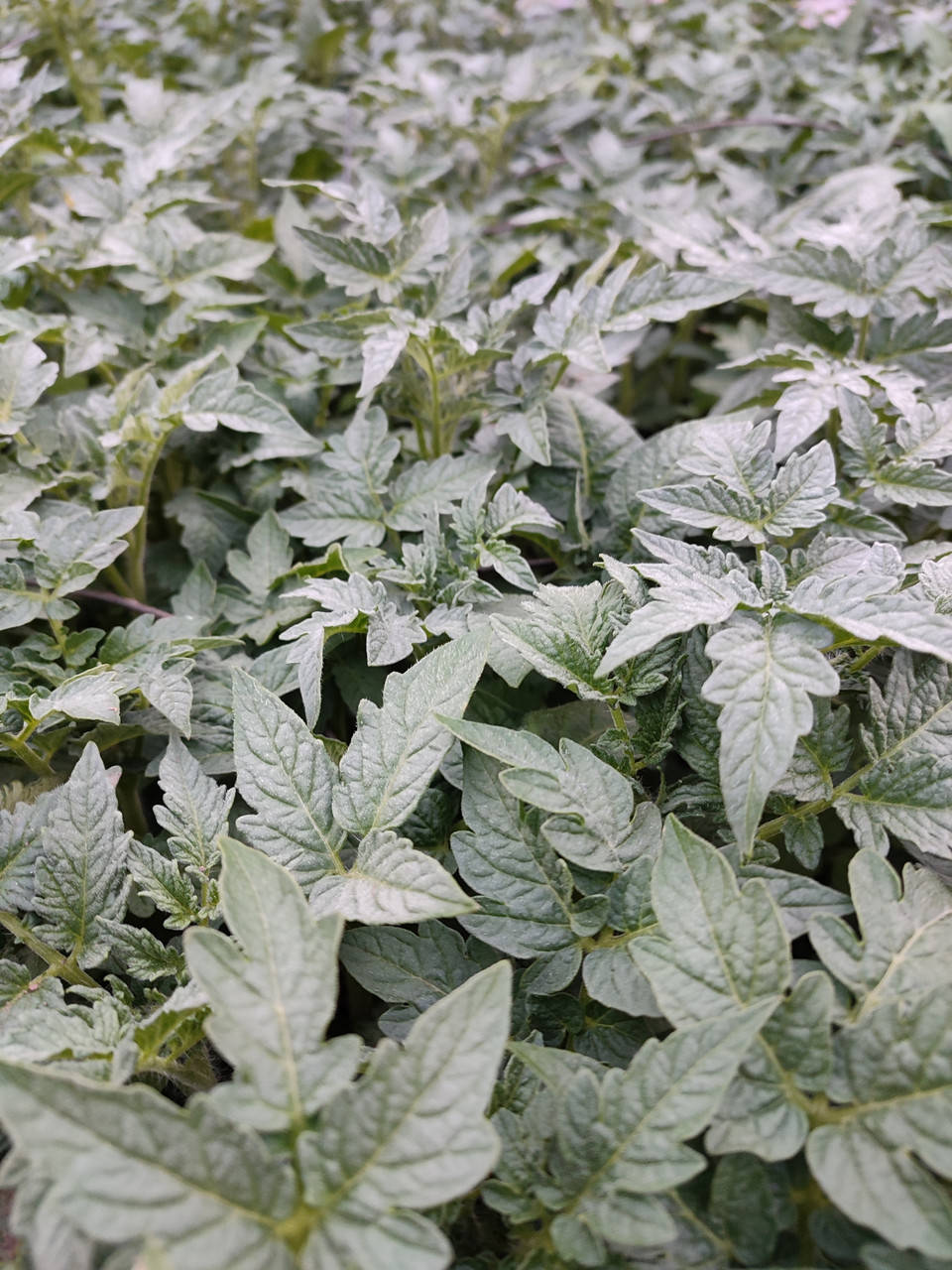 

Рассада томатов "Волгоградские"