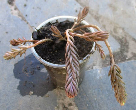 

Очиток отклоненный сизый. Рассада в контейнерах Д5.