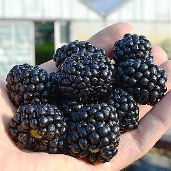 

Саженец ежевики ТРОЙНАЯ КОРОНА (Triple Crown) - средне-поздний, 2-летний