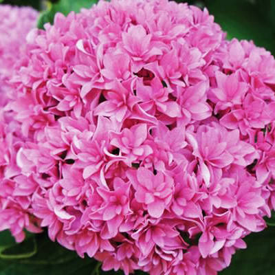 

Гортензия крупнолистная Перфекшн / Р12 / Hydrangea Perfection