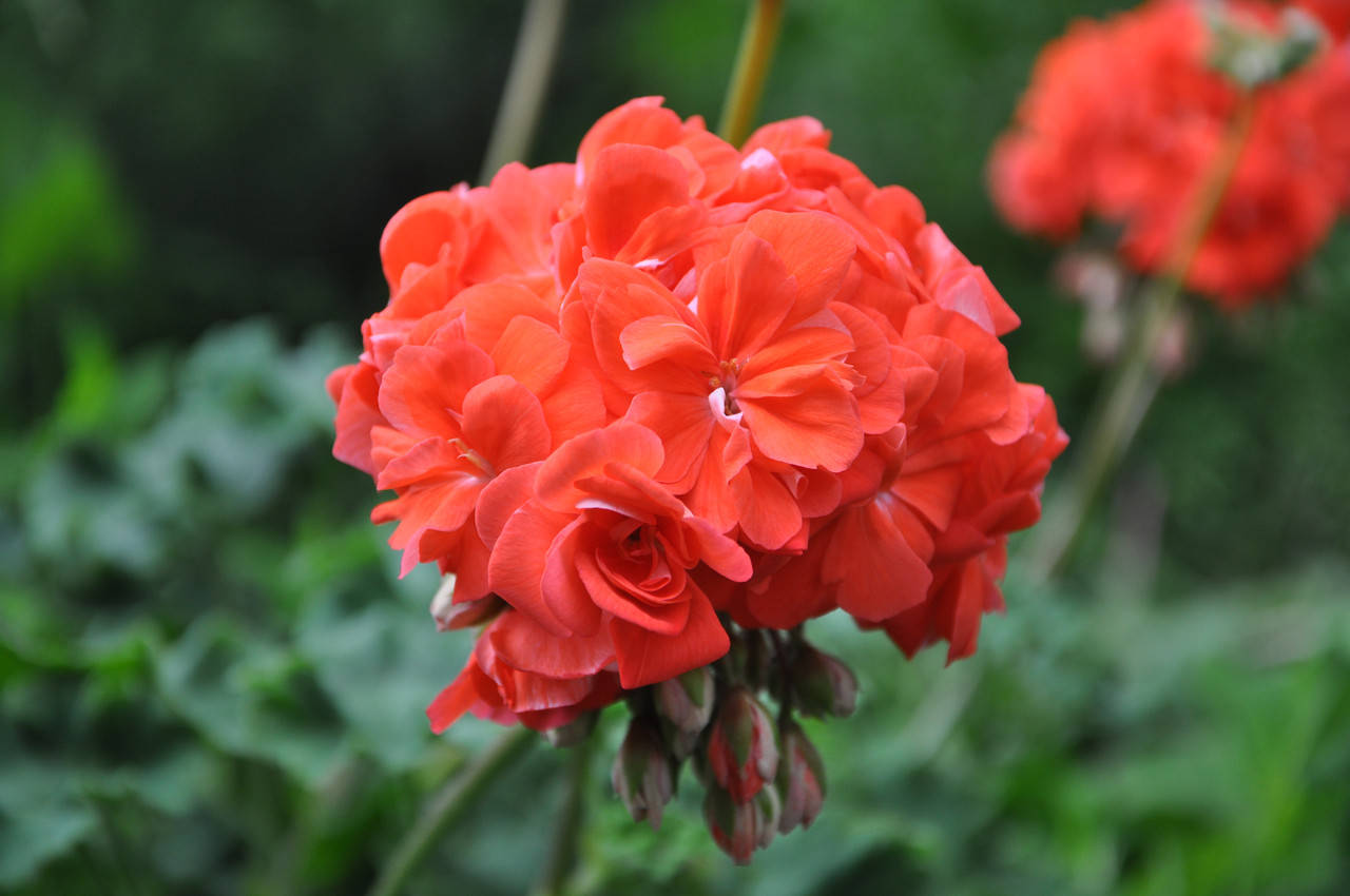 

ЛиА Полум'яна нимфа (45) зонартик