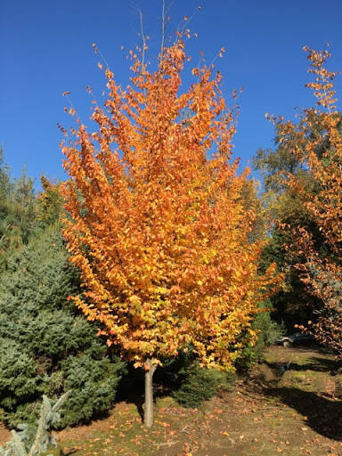 

Парротия Персиан Спаер/ Parrotia Persian Spire С3 / Н 60-80