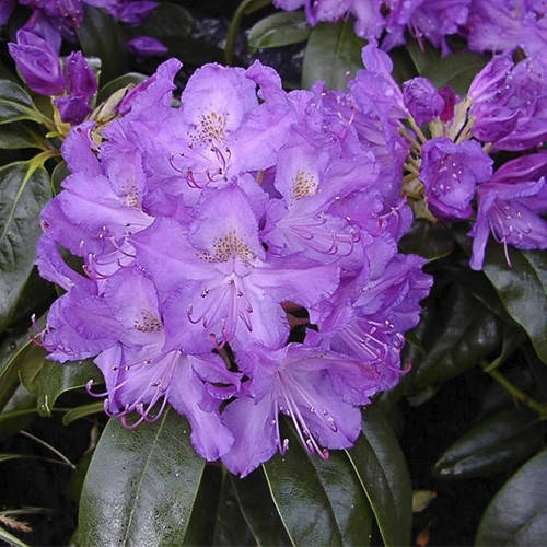 

Рододендрон Grandiflorum 3-летний в контейнере 3 л.
