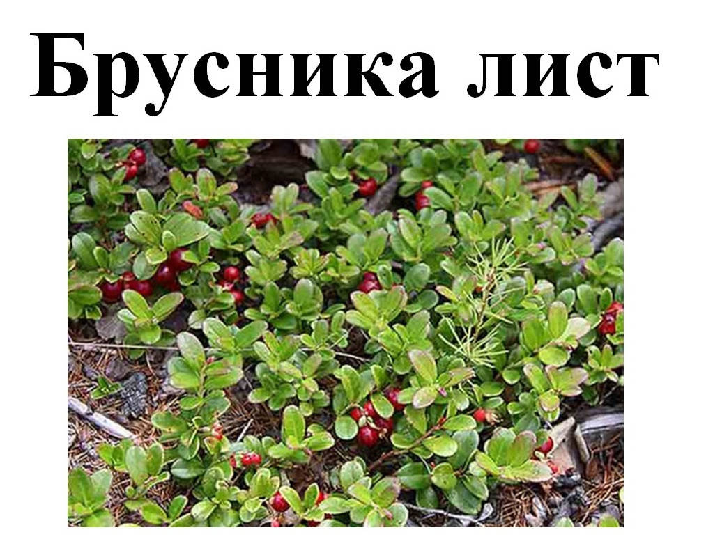 

Брусника лист сушенный (брусничник), 40 грамм