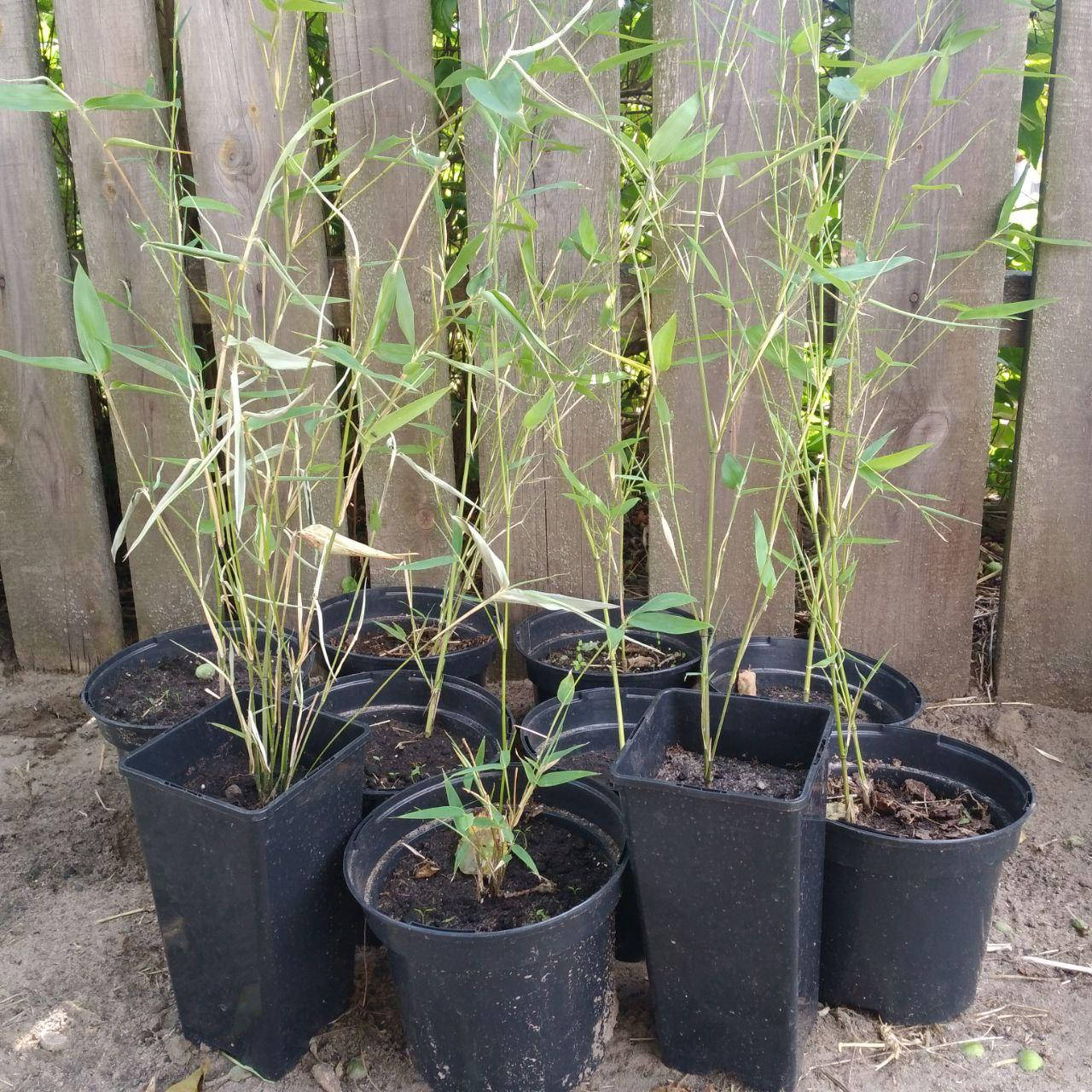 

Саженцы бамбука Phyllostachys Bissettii 50 - 75 см