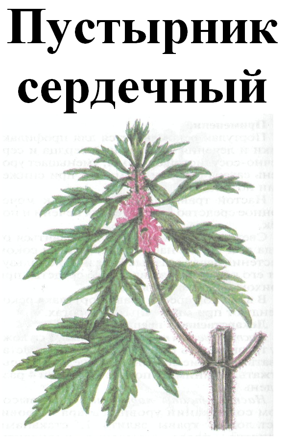 

Пустырник сердечный, 40 грамм
