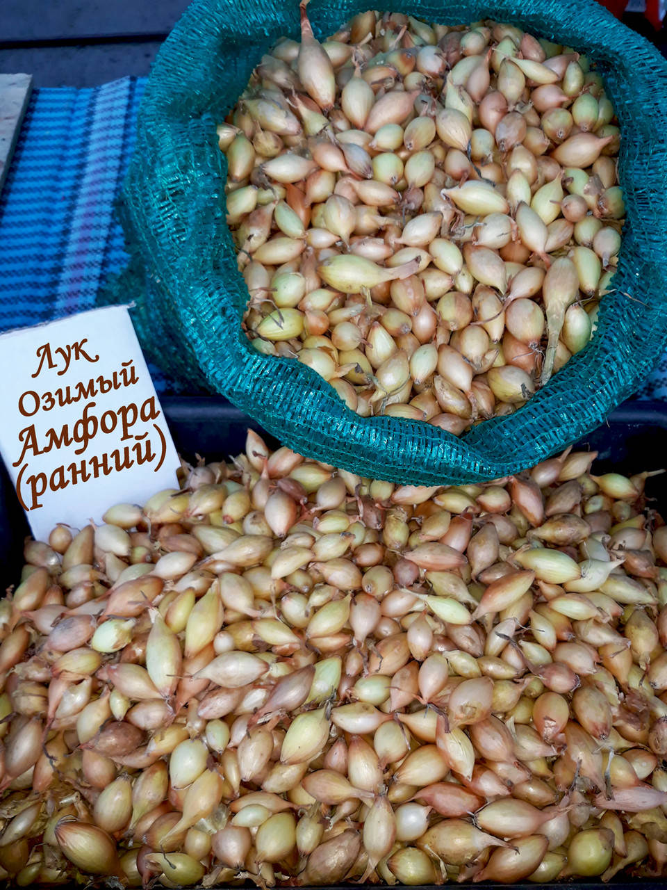 

Лук - севок озимый Амфора (Amfora), Голландия, 1 кг