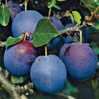 

Слива Стенли