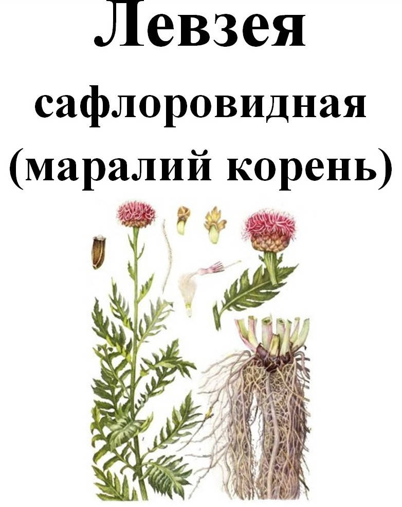 

Левзея сафлоровидная (маралий корень), 30 грамм