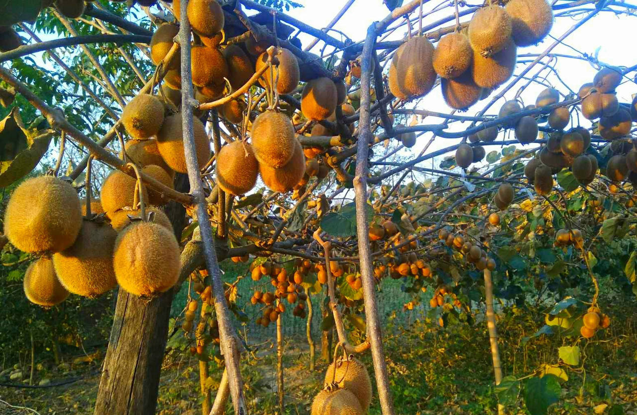 

Киви Sungold cемена