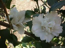 

Гибискус Белый махровый 3сем