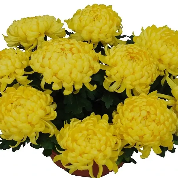 

Хризантема великоквіткова горшкова Polojo Jaune