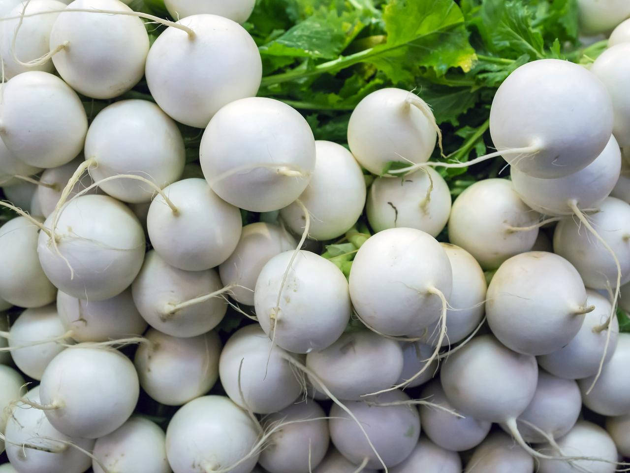 

Редис Белый Град "White Hailstone"