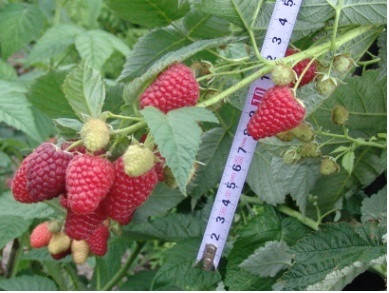 

Саженцы малины сорт "Полка 2"