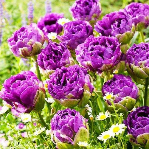 

Тюльпан Exquisit 3 шт