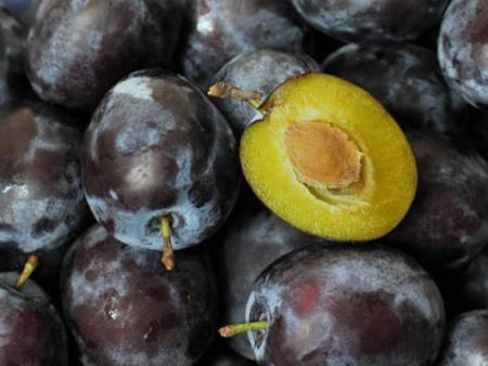 

Слива позднеспелая Штутгарт. Саженцы с ОКС.