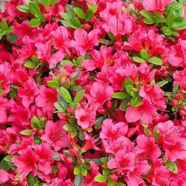 

Рододендрон Geisha Rosa (саженцы)