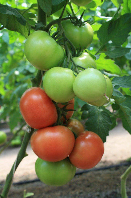 

Семена Томат индетерминантный Ралли F1, 10 семян Enza Zaden