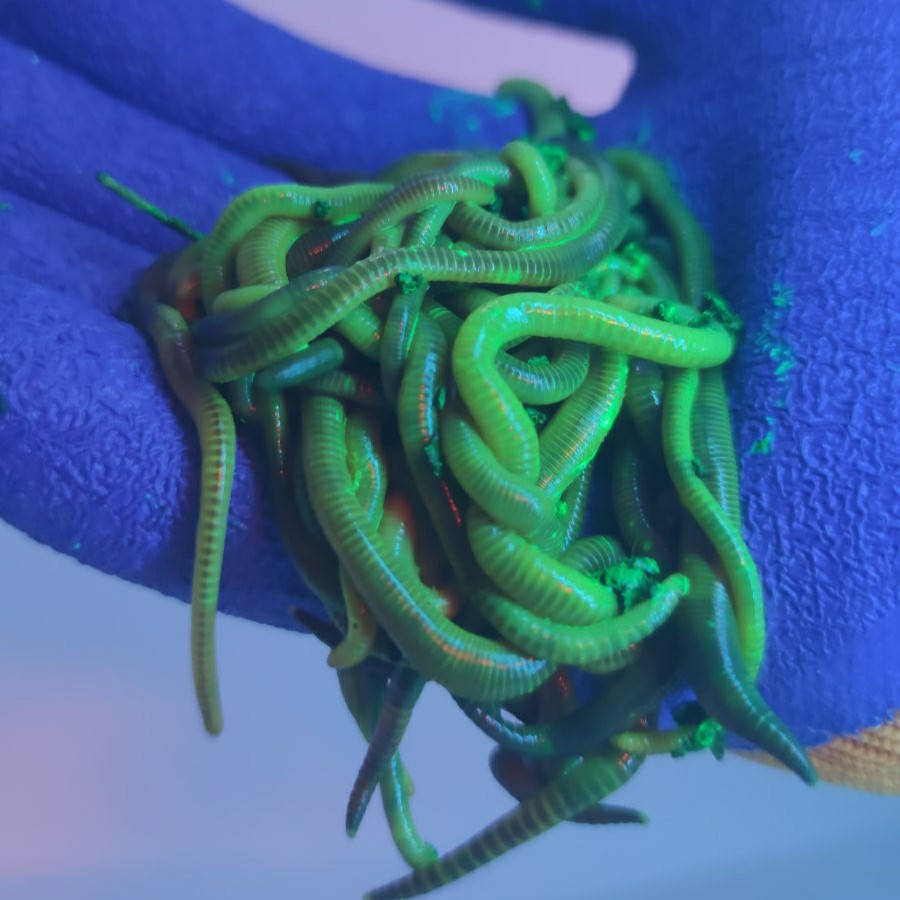 

Дендробена зеленая, светящаяся под ультрафиолетом, 40г. черви для рыбалки на сома , леща, карпа и сазана