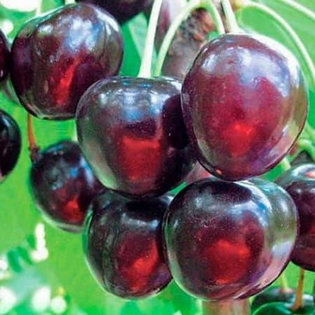 

Саженец черешни Крупноплодная -черешня,подвой магалебка, 2 года