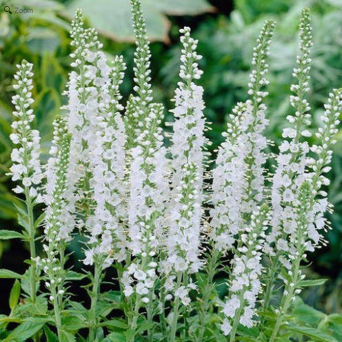 

Вероника длиннолистная 'White'. Контейнер 0,5л