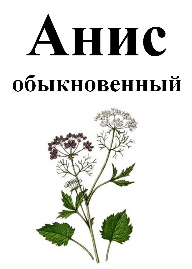 

Анис обыкновенный (семена), 50 грамм
