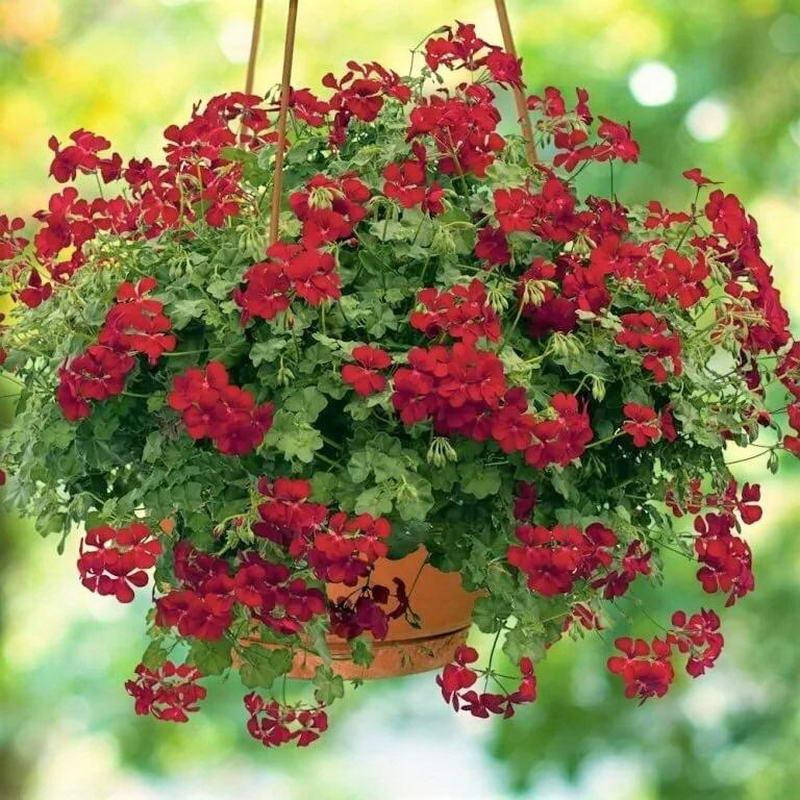

Пеларгония плющелистная, Pelargonium peltatum, Бордовый