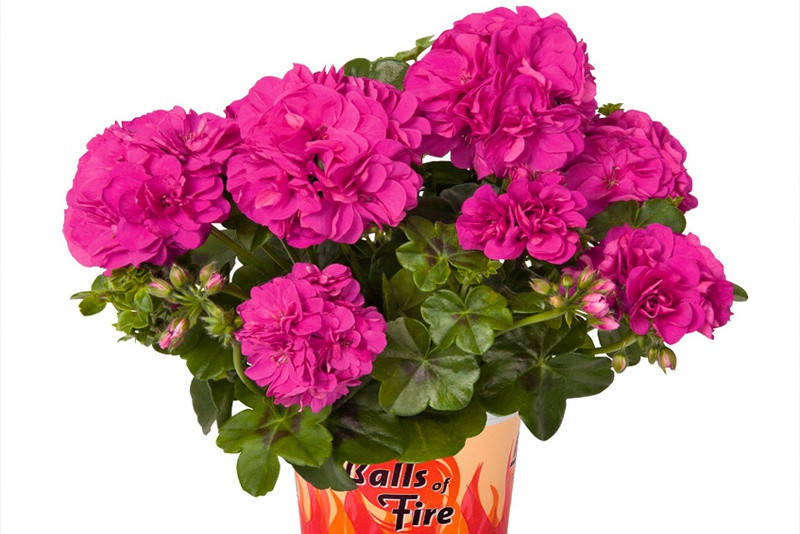

Пеларгония плющелистная(ампельная) Great Balls of Fire Blue