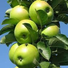 

Яблоня колоновидная Болеро (осенняя)