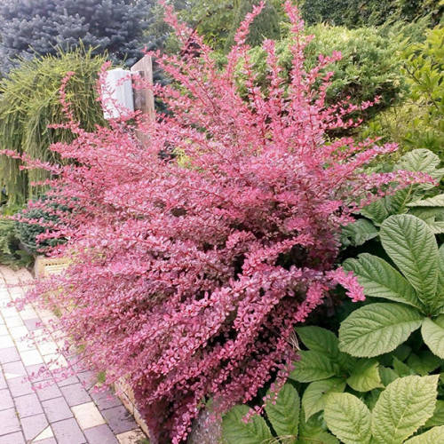 

Барбарис Тунберга Pink Queen (контейнер 0.5 л) саженцы