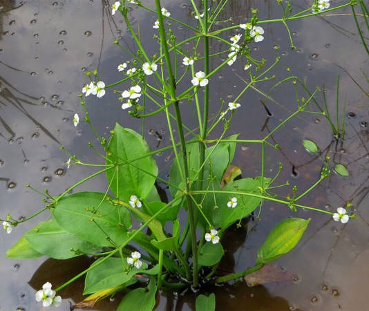 

Alisma plantago, частуха подорожниковая, водний подорожник алисма