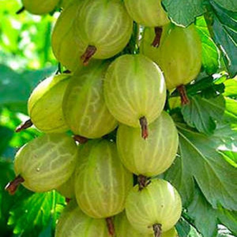 

Крыжовник Куршу Дзинтарс