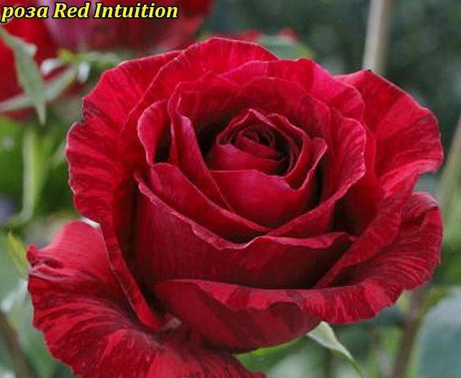 

Саженцы роз Ред Интуишн (Rose Red Intuition)