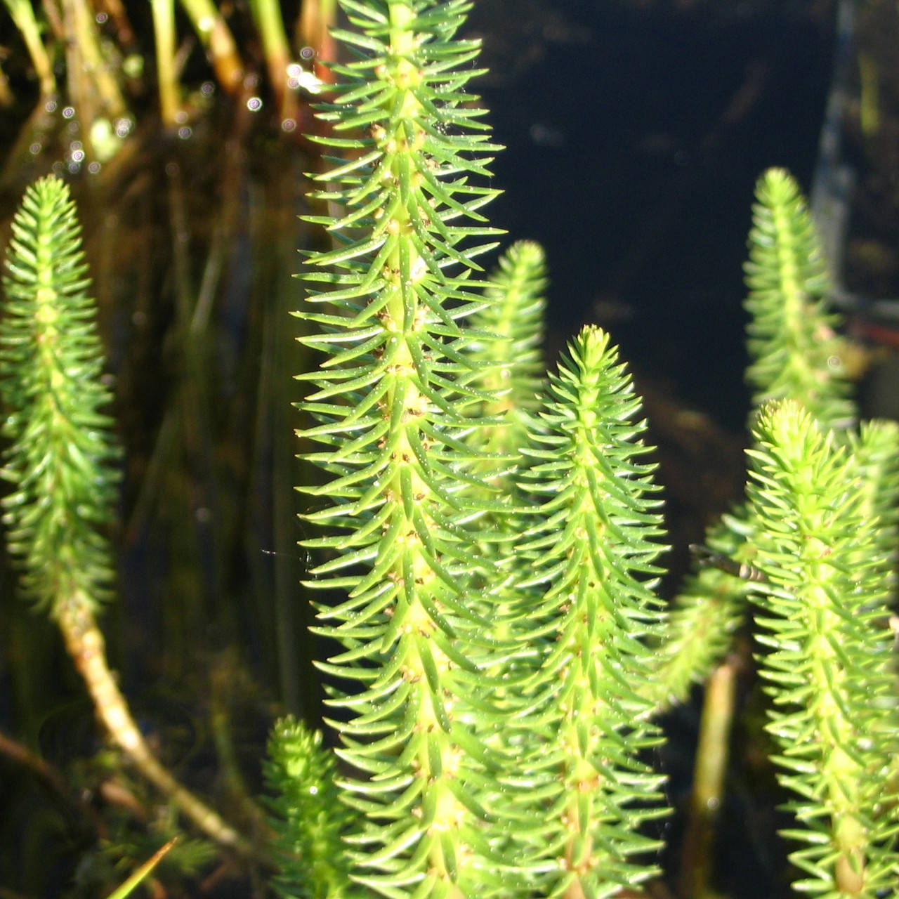 

Водяная сосенка,хвостник - Hippuris vulgaris (вторая ц.г.)