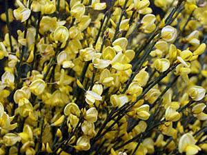 

Рокитник ранній Альбус/ CYTISUS praecox Albus С3 /Н 20-25