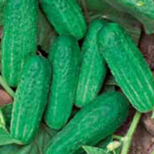 

Огурец “Засолочный”