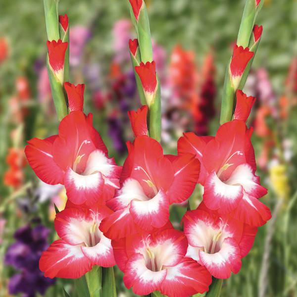 

Гладиолус Beach Party