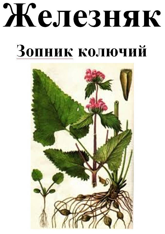 

Железняк (зопник колючий), трава сухая, 35 грамм