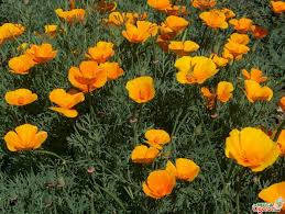 

Семена цветов Эшшольция желтая, Желтый