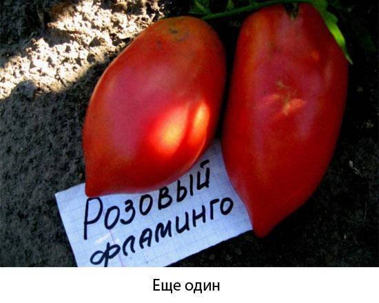 

Томат Розовый фламинго