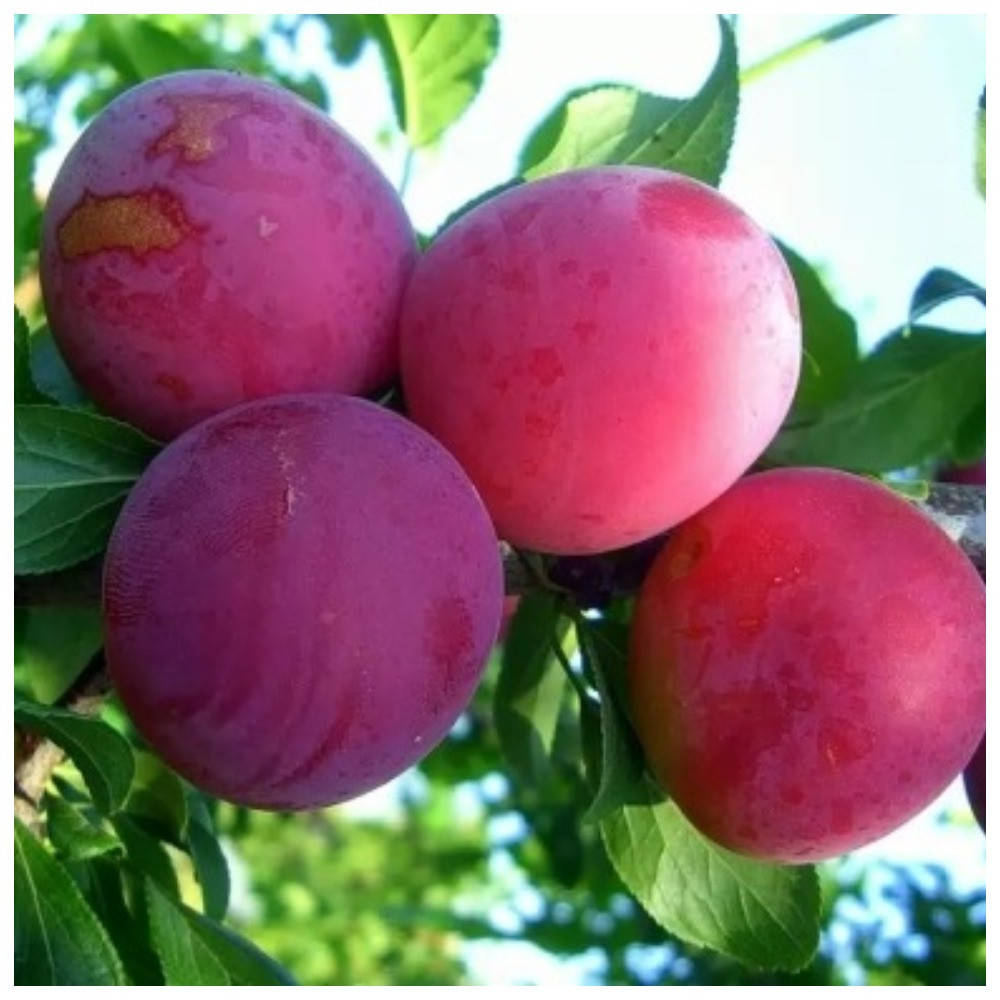 

Алыча Обильная (ранняя)