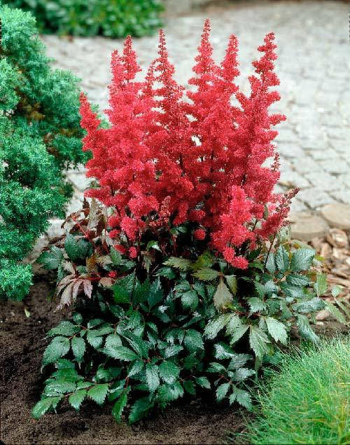 

Астильба Etna (Этна)