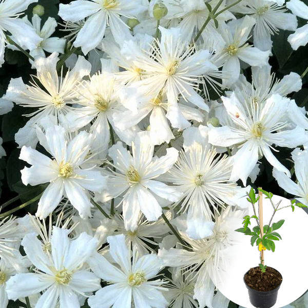 

Саженец Клематис Terniflora