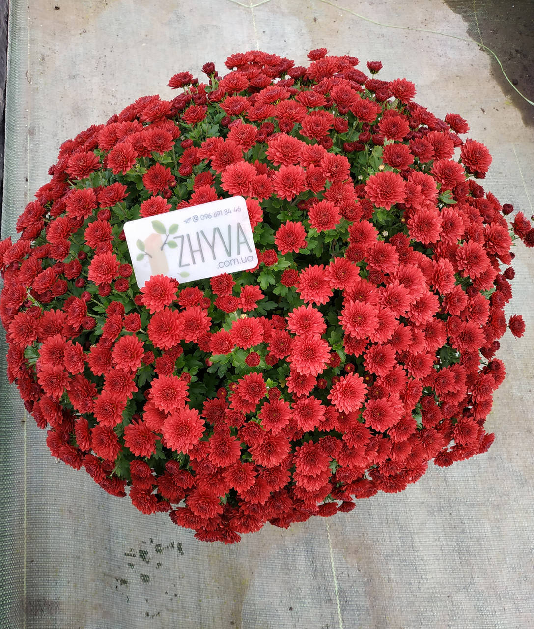 

Саженцы Хризантема рассада Multiflora Jasoda Red кассета 100шт (41 тиждень