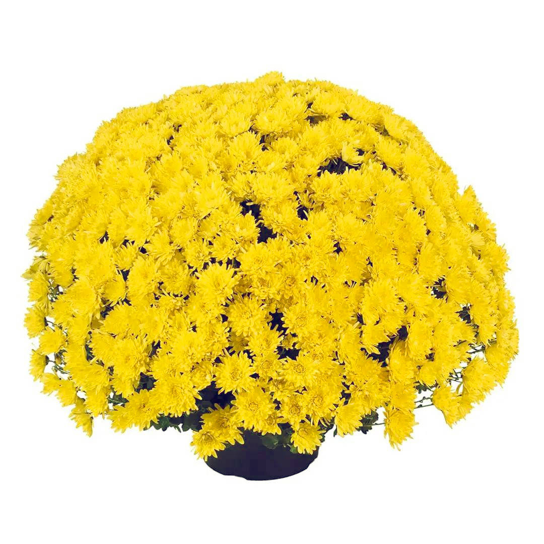 

Хризантема дрібноквіткова горшкова Avalon Yellow