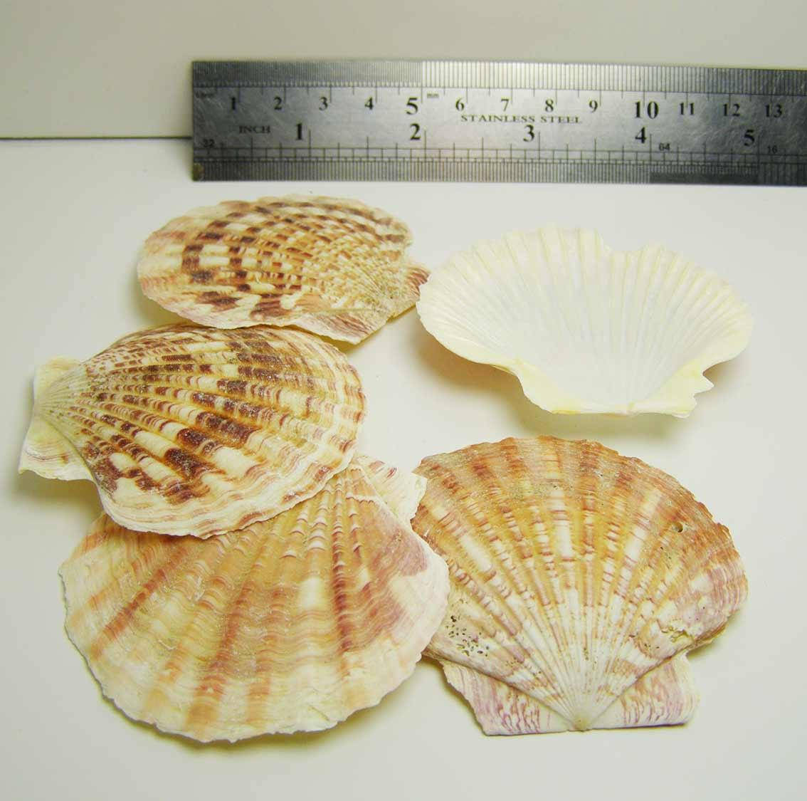 

Ракушка морская натуральная плоская