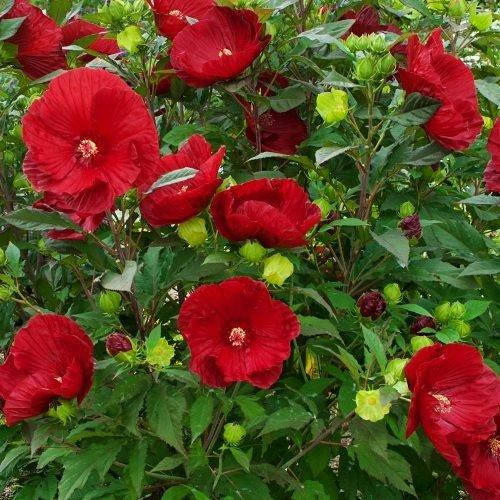 

Гибискус травяный Cranberry Crush (саженцы)