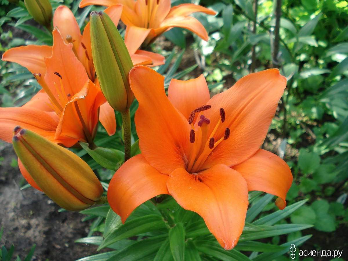 

Лилия Трезор (Lilium Tresor) 1 шт.