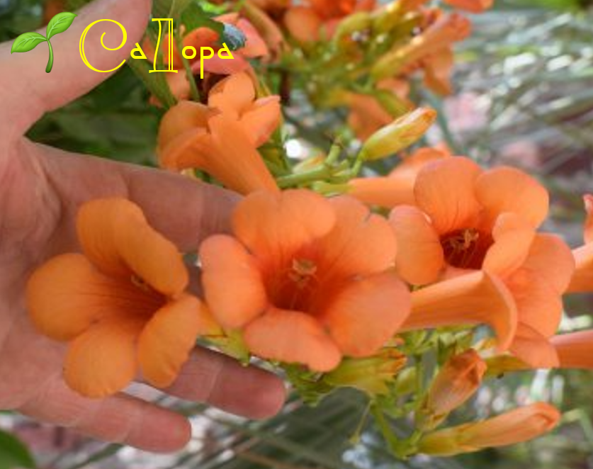 

Кампсис Флорида Оранж (Florida Oranzh)