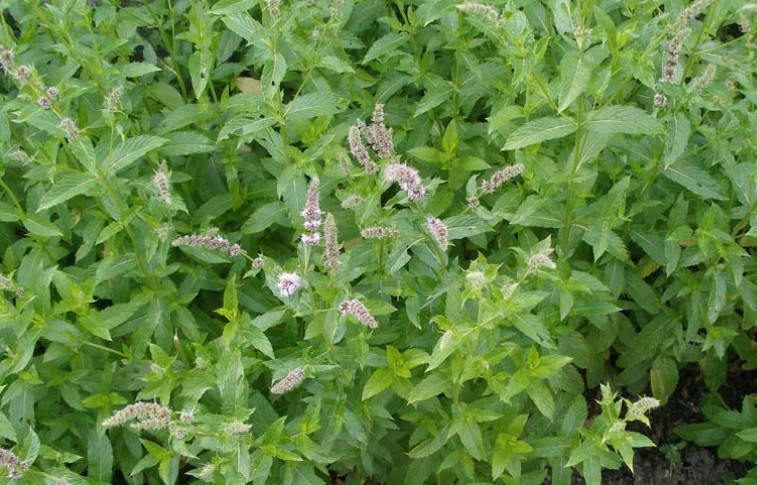 

Мята перечная 100г